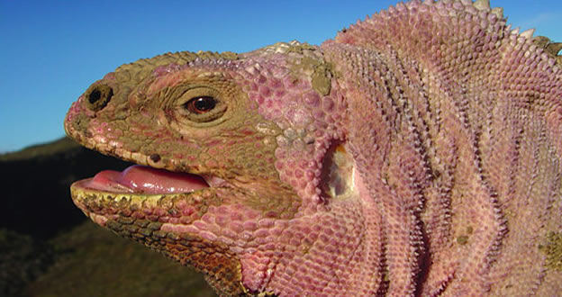 Iguana rosada