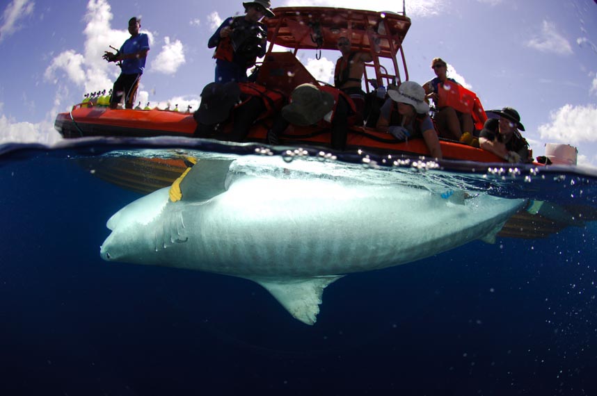 NWHI - Tiger shark tagging