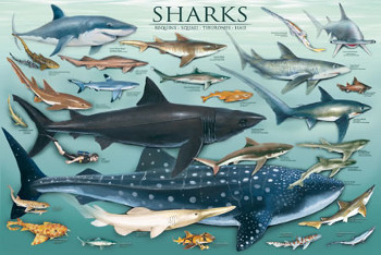 gallery_SHARKS-GALLERY2