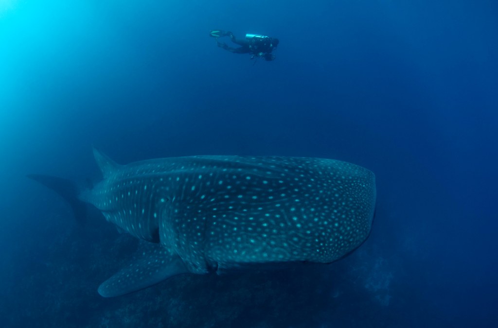 Tiburon ballena